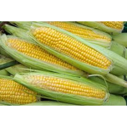 Sweet Corn