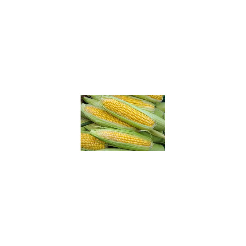 Sweet Corn