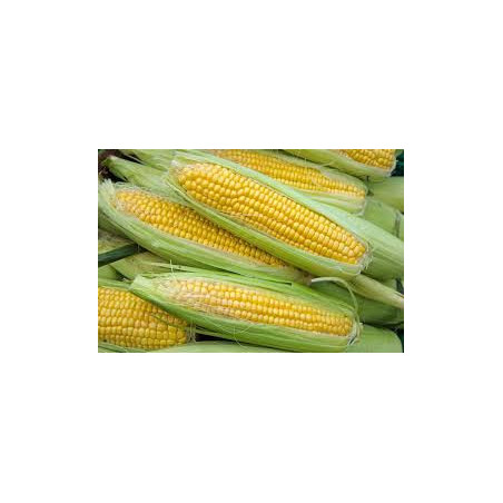 Sweet Corn