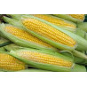 Sweet Corn