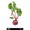 Juicy Beets.